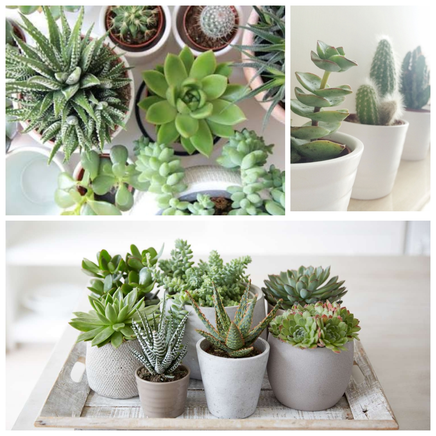 Cantik dan Mudah Dirawat! 6 Jenis Sukulen untuk Dekorasi Rumah