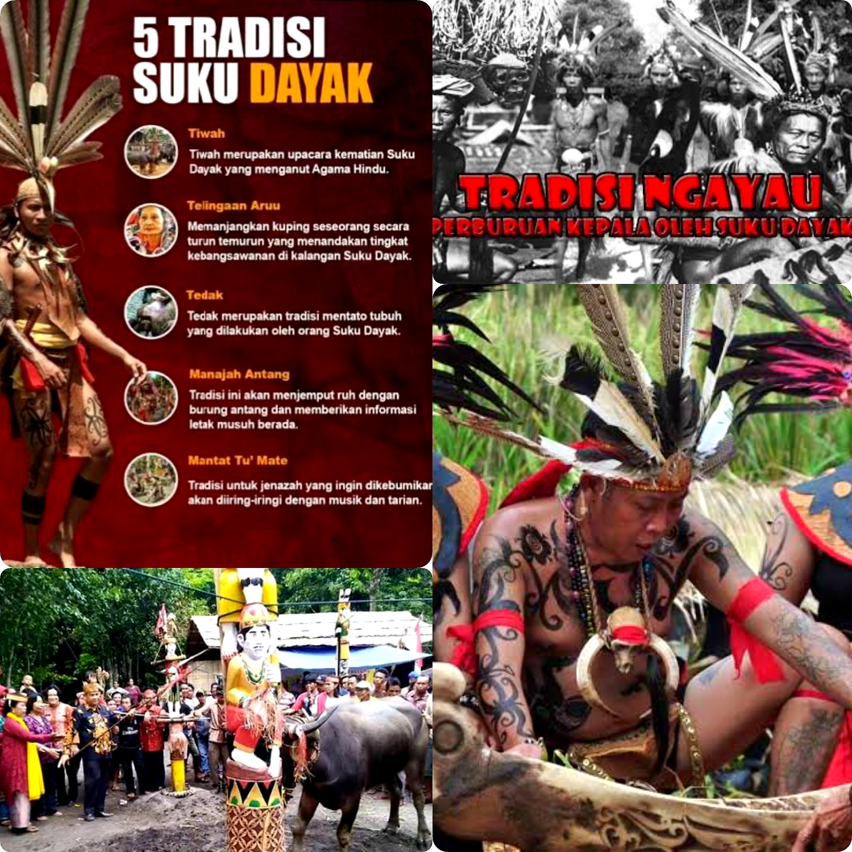 Perburuan Kepala Manusia? Inilah 5 Ritual Besar dan Utama Suku Dayak