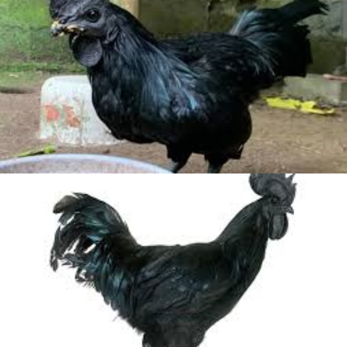 Simak! 7 Misteri Dibalik Ayam Cemani dan Mitosnya!