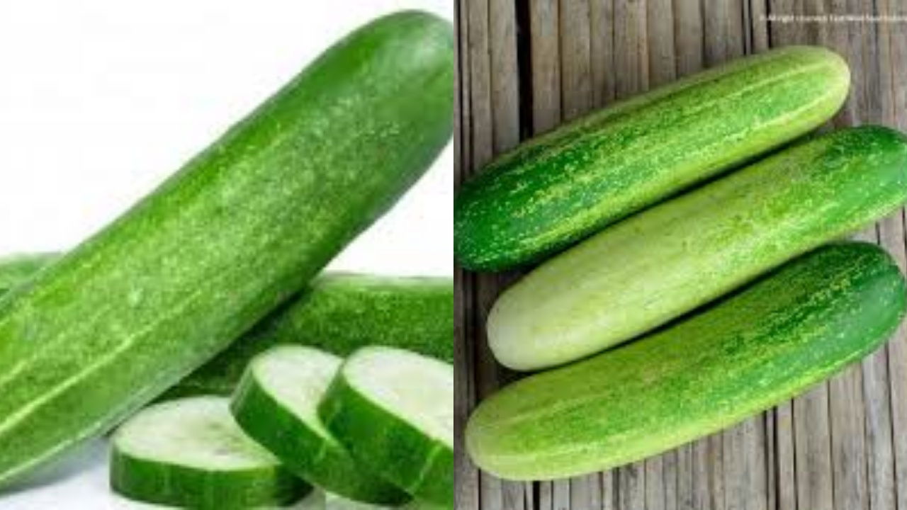 Yuk Intip! Ini 9 Manfaat Mentimun Untuk Kesehatan Tubuh Yang Luar Biasa