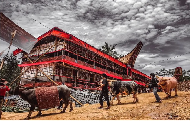 Fatka Unik Proses Upacara Adat Menyembelih Kerbau di Toraja, Ada Yang Memiliki Pengaruh Sihir