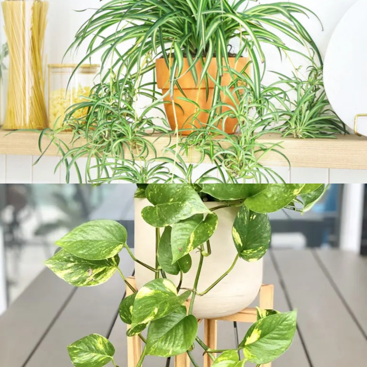 Cantik dan Tahan Panas: Tanaman Hias Gantung yang Mudah Dirawat di Rumah