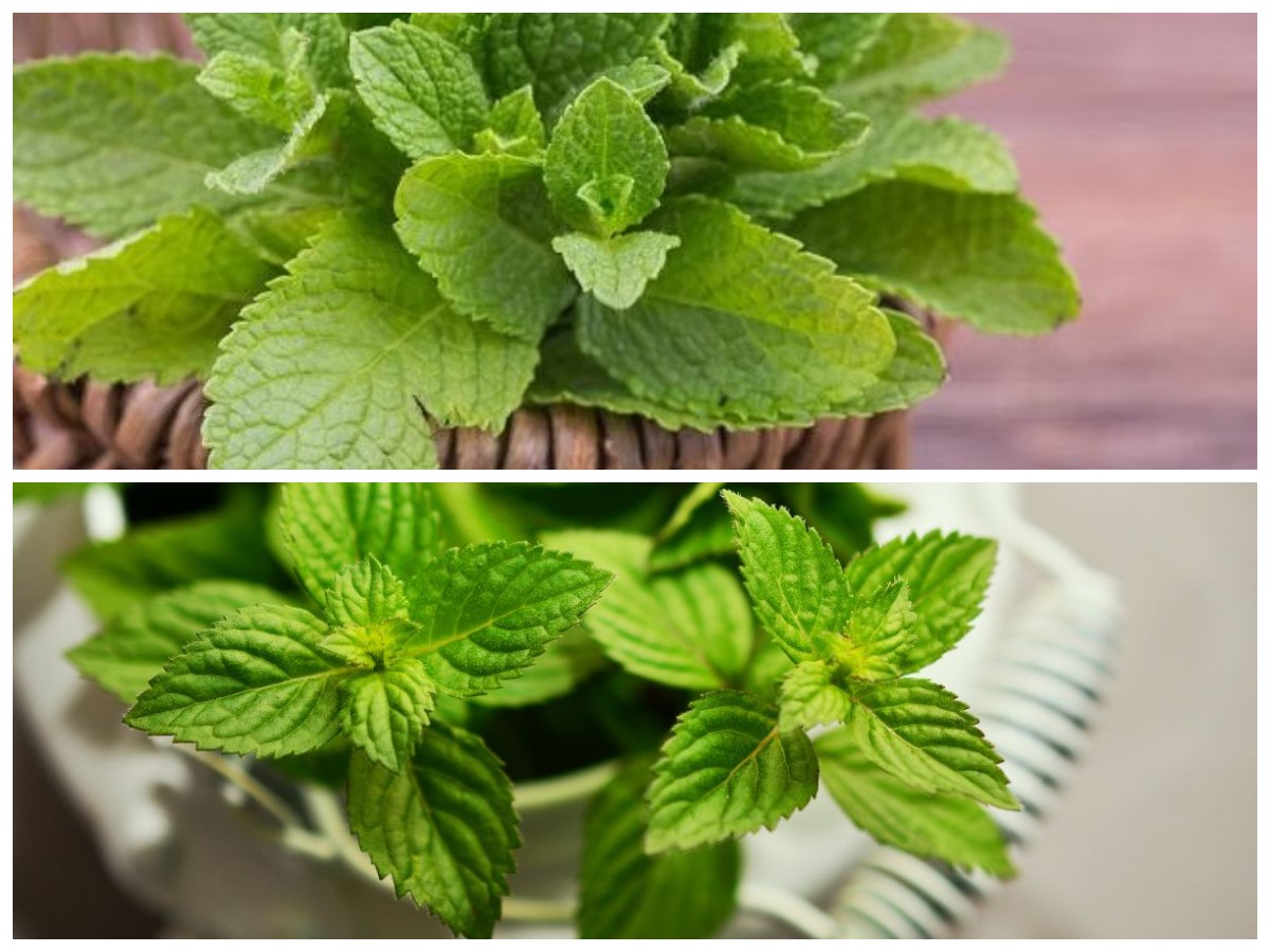 Manfaat Daun Mint, Tak Hanya Menyegarkan Napas tapi Juga Baik untuk Pencernaan