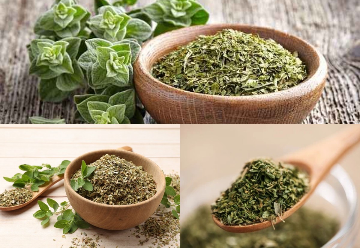 Tanaman Langkah, Inilah 6 Manfaat Oregano bagi Kesehatan!