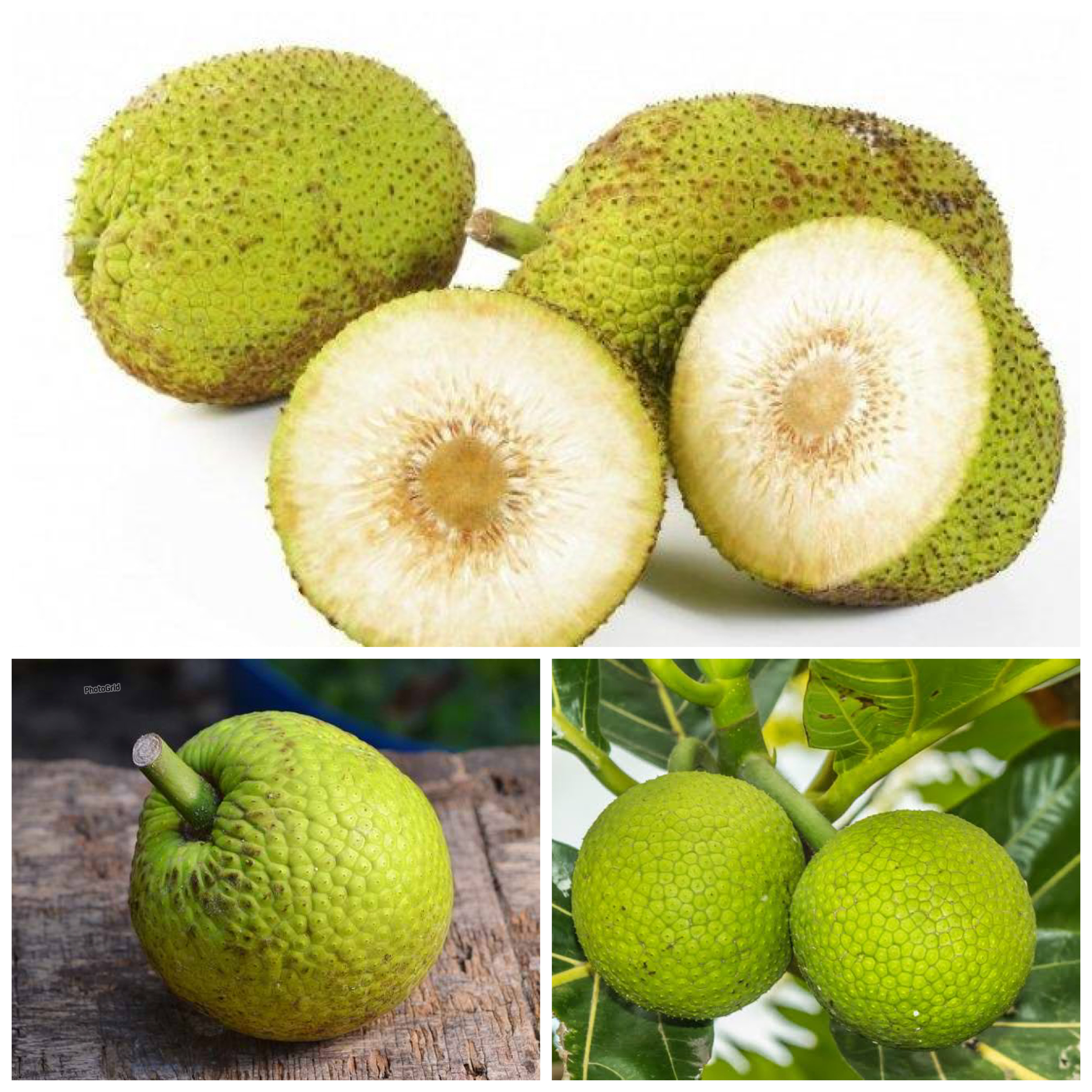 Manfaat Buah Sukun bagi Kesehatan Tubuh: Kaya Serat, Nutrisi Lengkap, dan Baik untuk Jantung!