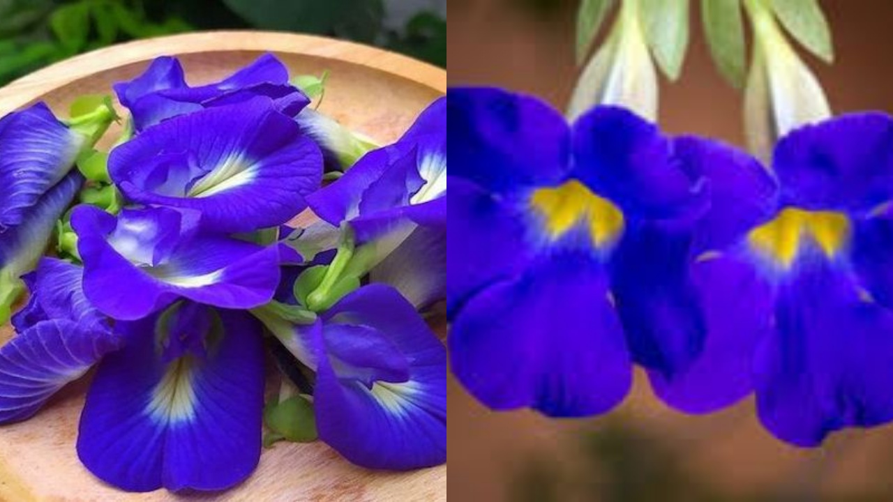 Wajib Ketahui 10 Manfaat Bunga Telang untuk Kesehatan