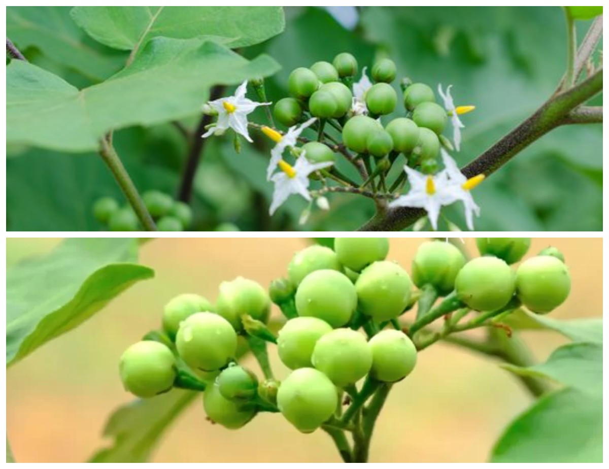 Kesehatan Lebih Baik dengan Buah Pokak: Temukan 5 Kebaikannya untuk Tubuh Anda!