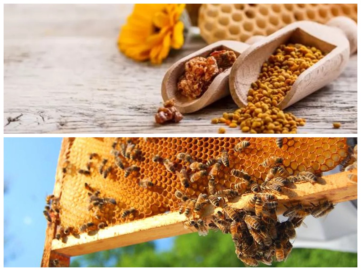 Propolis, Si Cairan Emas Lebah: Ketahui 7 Khasiatnya bagi Kesehatan Tubuhmu!