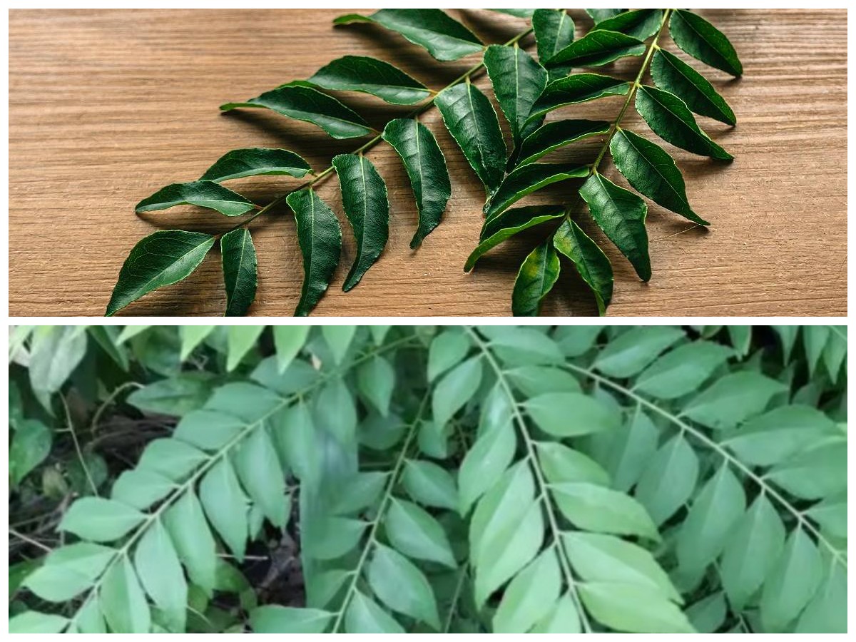 Rahasia Daun Kari: Manfaat Luar Biasa untuk Kesehatan Jantung