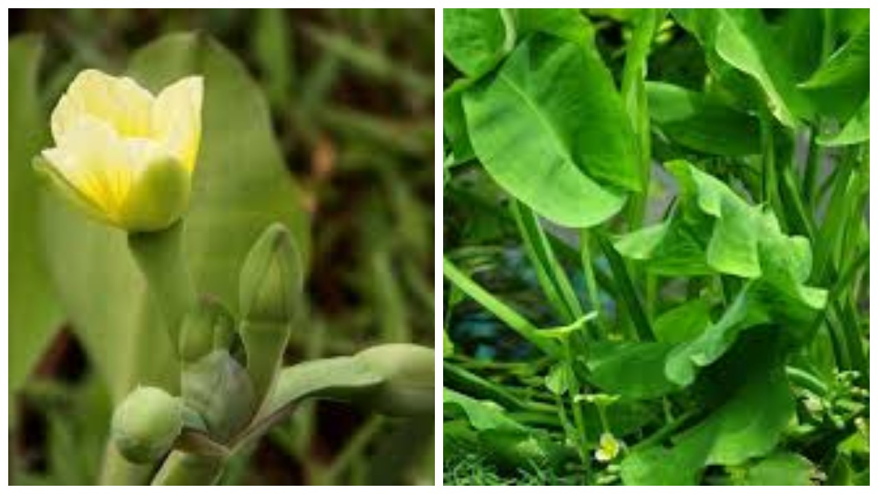 Genjer: Sayuran Alami dengan Beragam Manfaat Kesehatan !