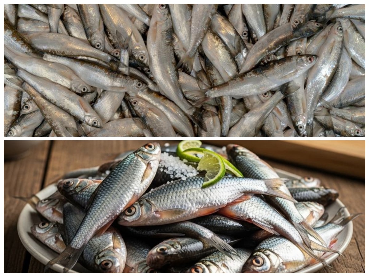 Rahasia Sehat dari Alam: Manfaat dan Kandungan Gizi Ikan Wader