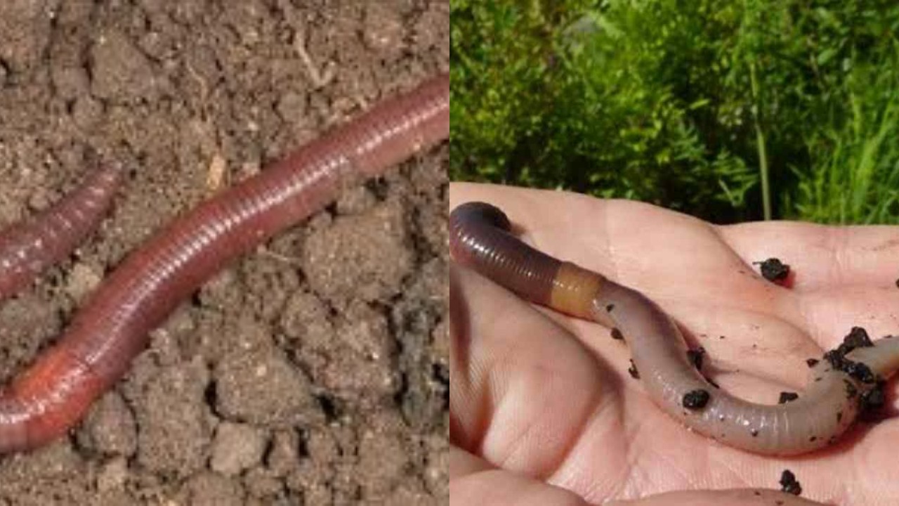 Inilah Manfaat Dari Cacing Tanah untuk Lingkungan dan Kesehatan!