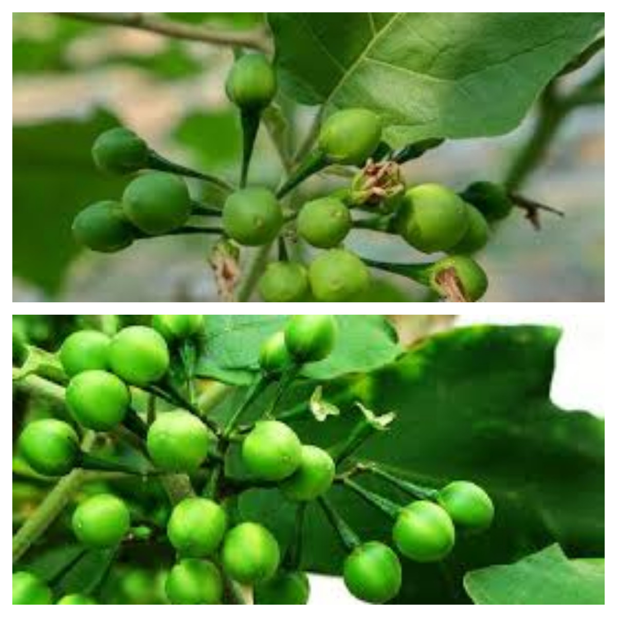  Tekokak, Tumbuhan Liar yang Punya Banyak Khasiat untuk Kesehatan!