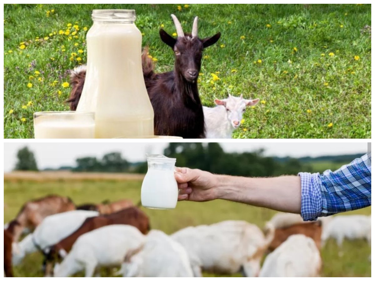 Luar Biasa! Ini 5 Manfaat Susu Kambing untuk Kesehatan, Alternatif Alami Selain Susu Sapi