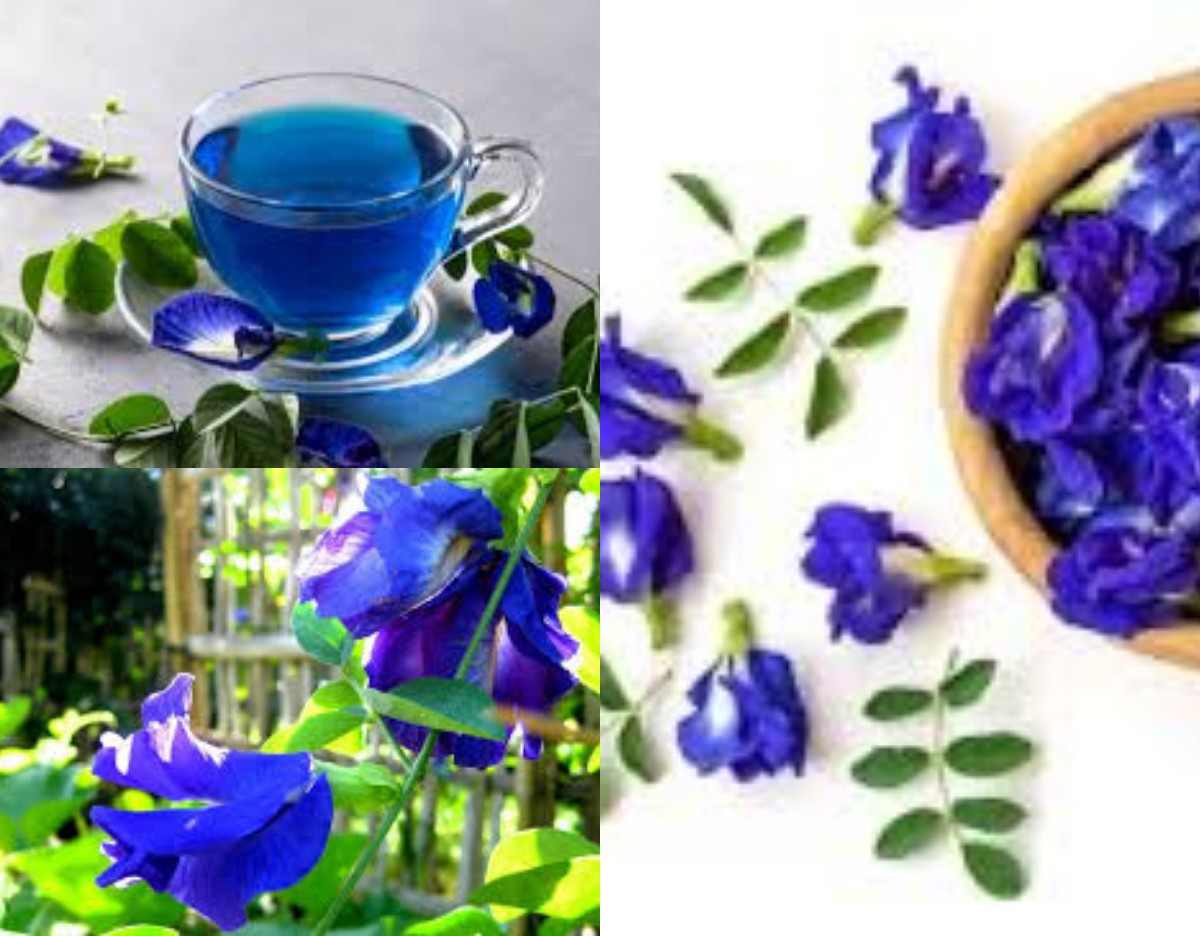 Bunga Telang: Si Biru Ajaib yang Punya Segudang Manfaat untuk Kesehatan dan Kecantikan