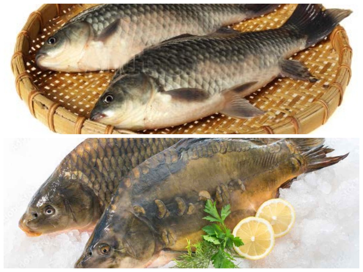 Tak Hanya Lezat, Ini Dia Manfaat Ikan Mas bagi Kesehatan yang Perlu Kamu Tahu!