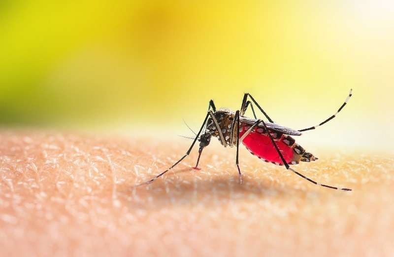 Waspada Musim Pancaroba, Peningkatan Kewaspadaan Terhadap Demam Berdarah Dengue di Pagaralam