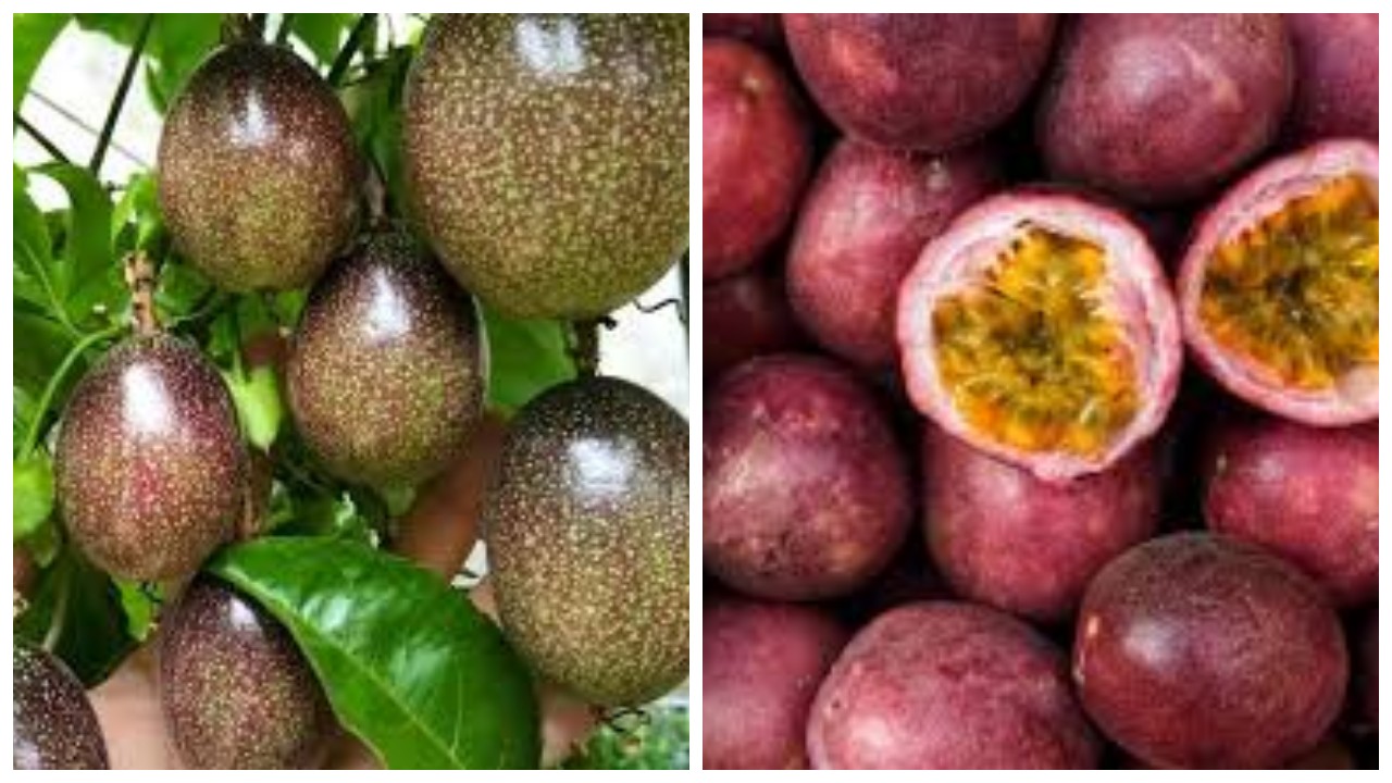 Mengungkap 5 Keuntungan Buah Markisa untuk Kesehatan !