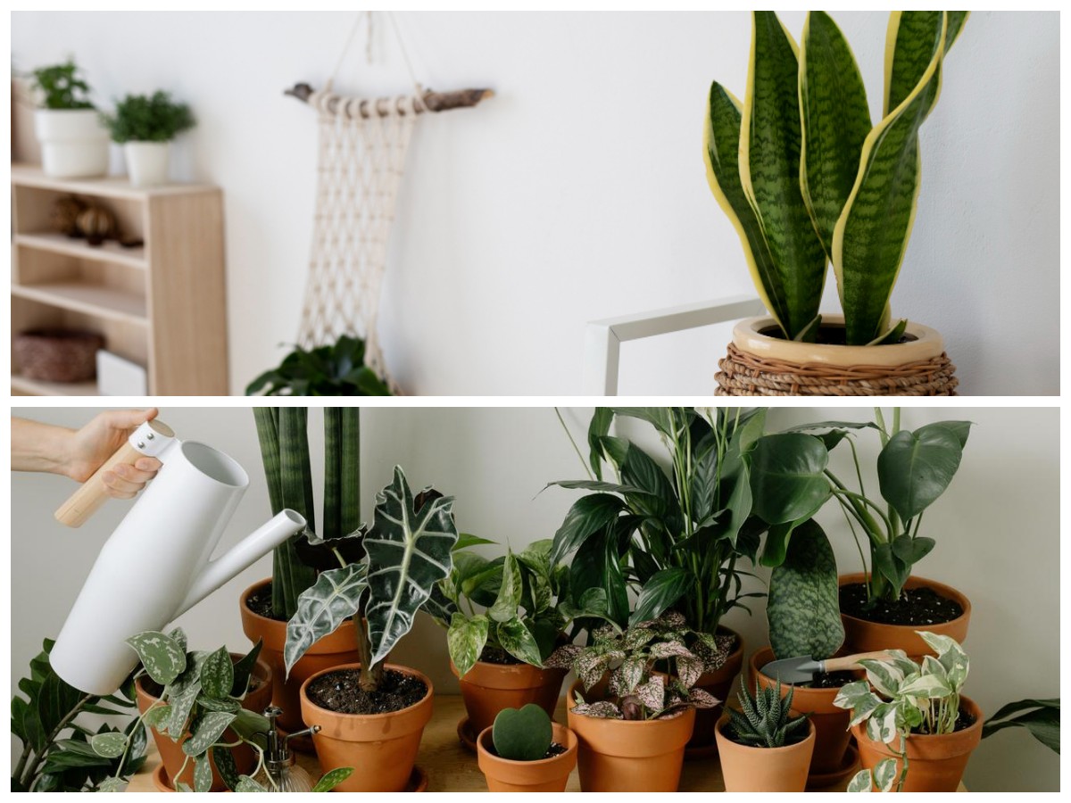 Rumah Lebih Sehat Tanpa Bahan Kimia, Ini 6 Tanaman Hias Pembasmi Jamur Indoor