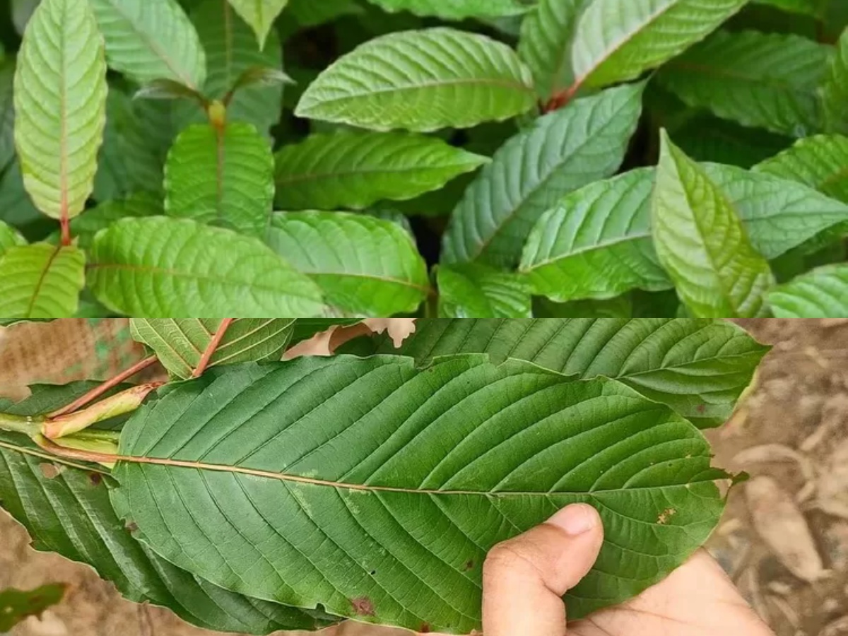 Mengungkap 7 Fakta Menarik tentang Daun Kratom, Tanaman Punya Manfaat yang Luar Biasa