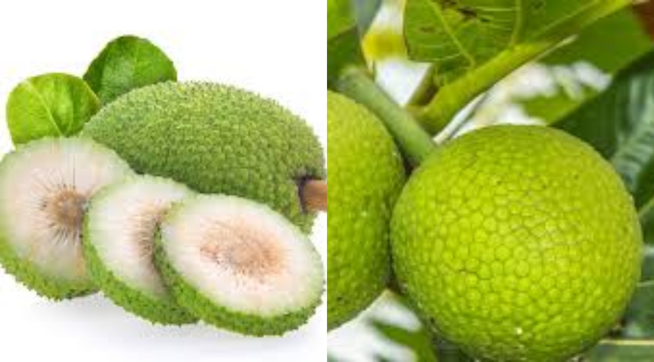  Yuk Ketahui! Inilah Manfaat Buah Sukun Untuk Kesehatan Tubuh