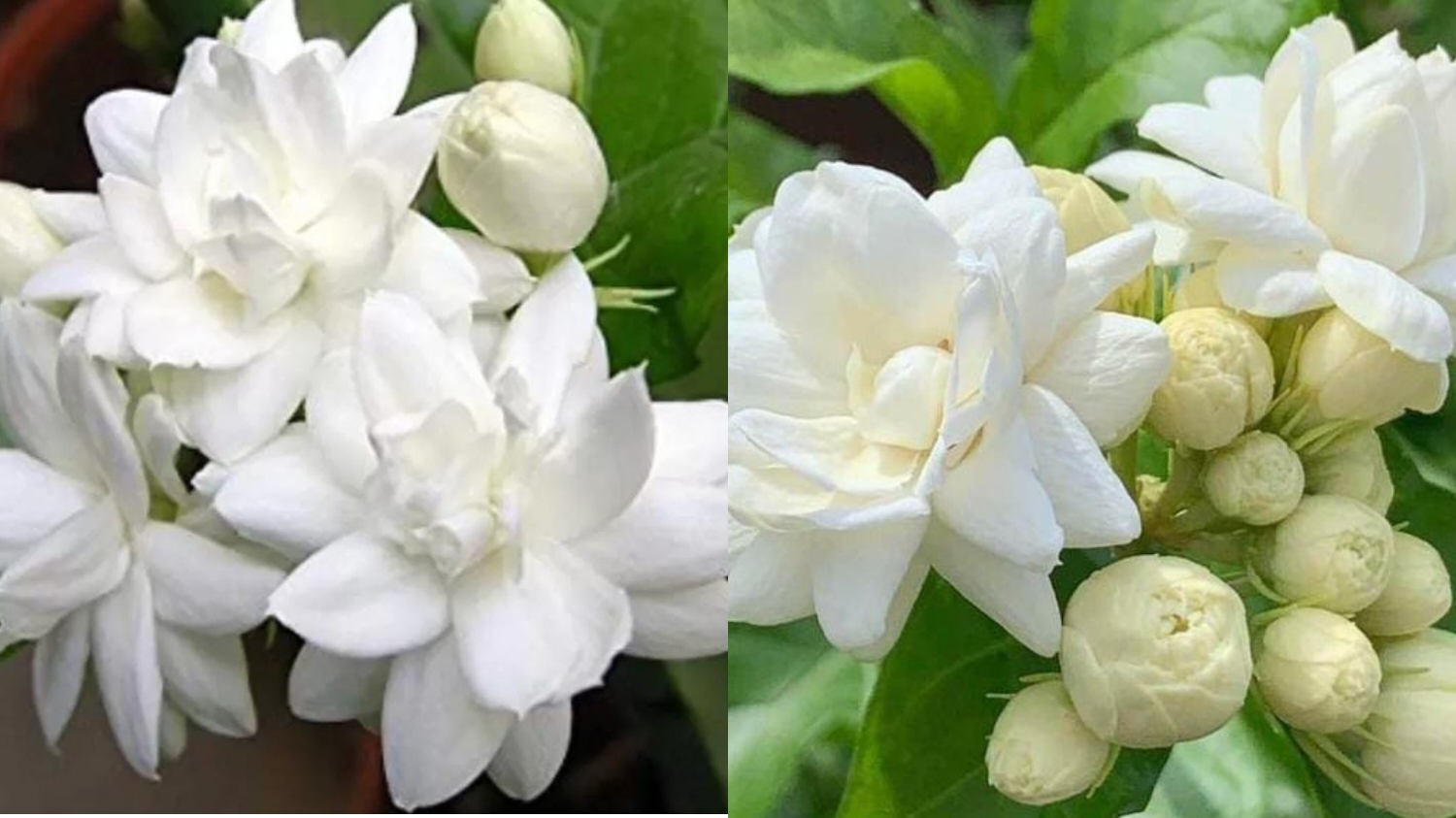 Mengatasi Bau Mulut Teryata Ini Guys Manfaat Dari Bunga Melati Yang Jarang Diketahui! 