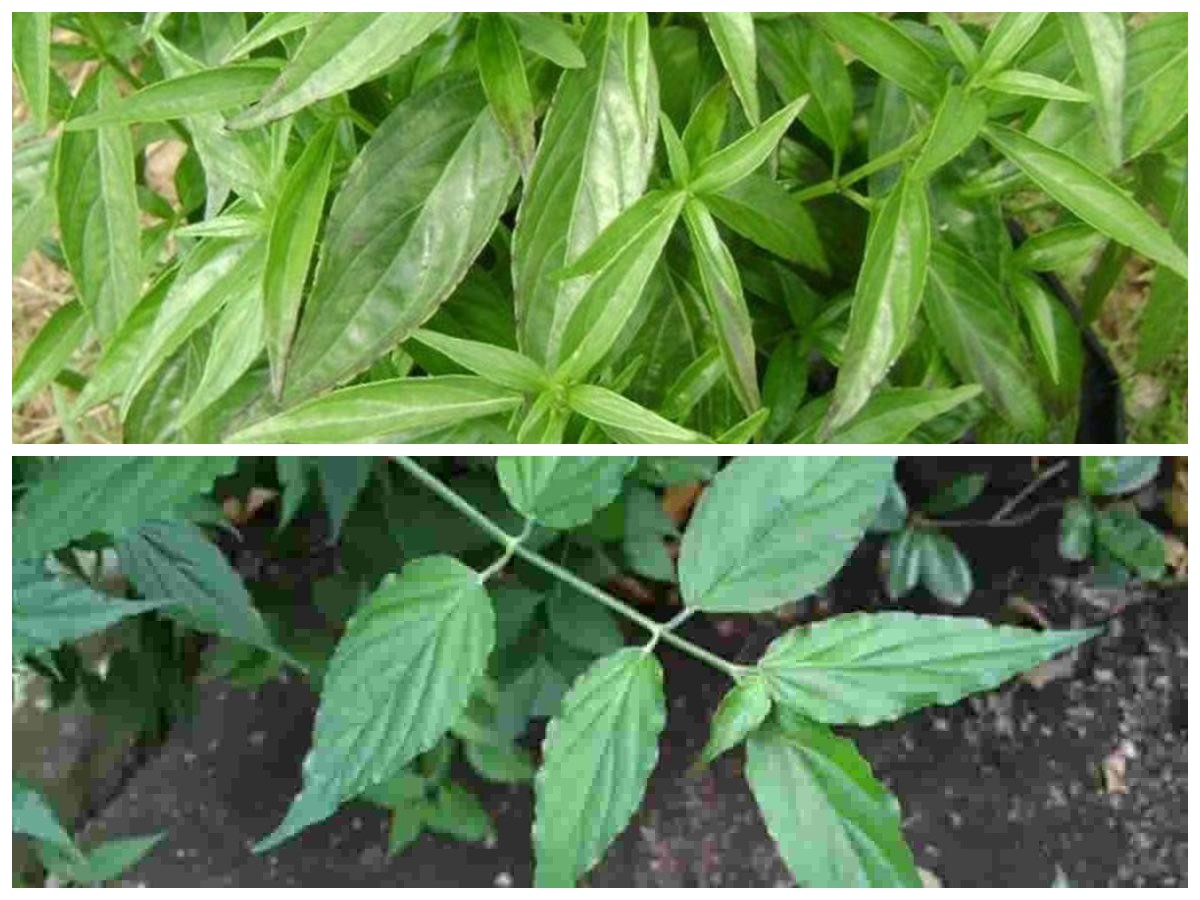 Jarang Disadari! Ini Deretan Manfaat Daun Dandang Gendis untuk Kesehatan Tubuh