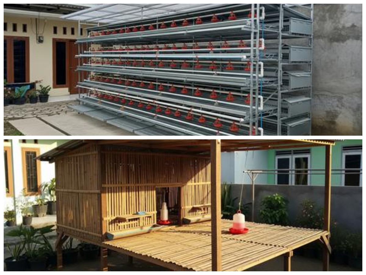 Desain Kandang Ayam Pedaging Sederhana dan Efisien, Cocok untuk Pekarangan Rumah