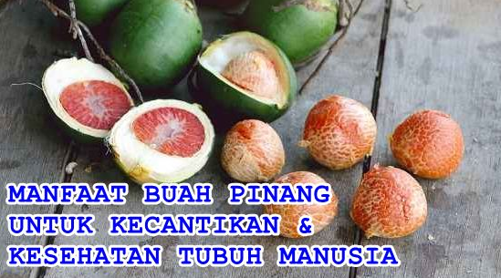 Manfaat Buah Pinang untuk Kesehatan: Benarkah Khasiatnya Luar Biasa? Ini Jawabannya!