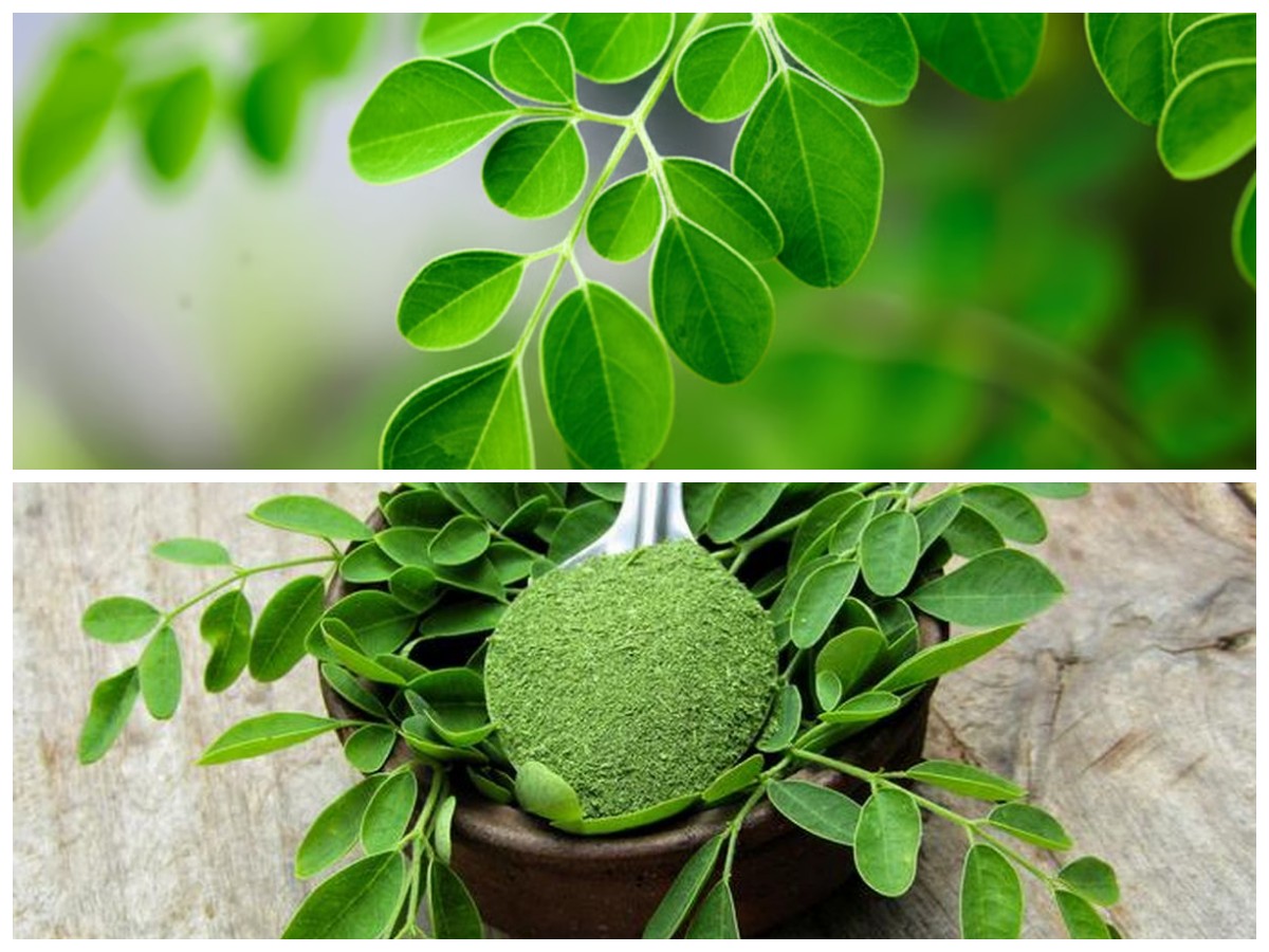 Rahasia Daun Kelor: Sumber Nutrisi Lengkap untuk Menunjang Kesehatan Tubuh