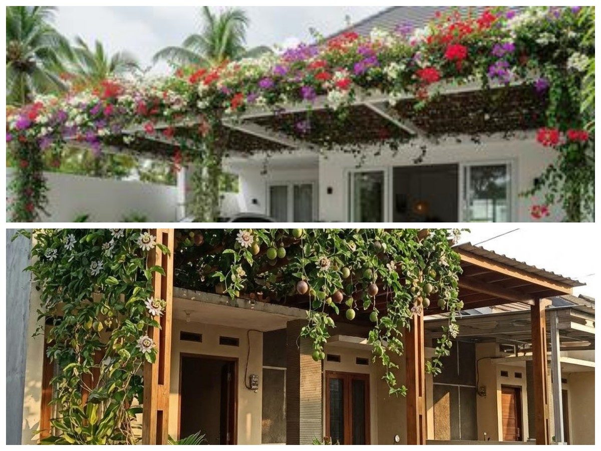 18 Tanaman Rambat Berbunga untuk Pergola Mini: Hadirkan Nuansa Sejuk ala Cafe di Rumah Sendiri