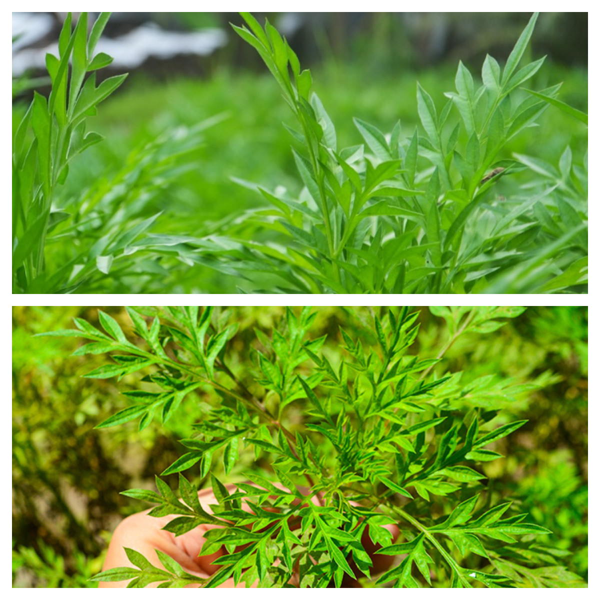 Banyak hal masih belum diketahui mengenai 6 manfaat daun kenikir untuk kesehatan! 