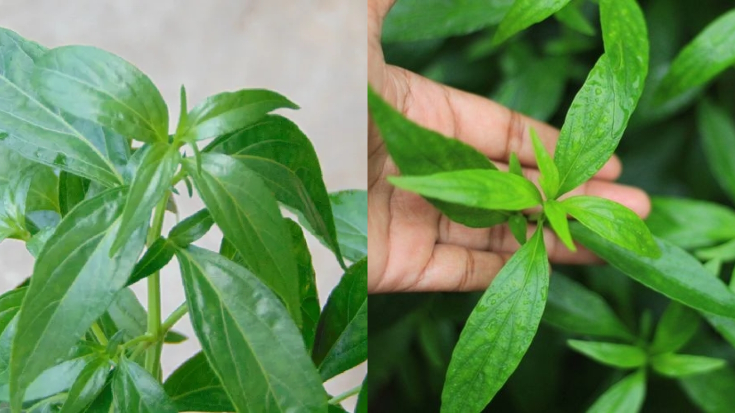 Yuk Intip Disini! Manfaat Daun Sambiloto Untuk Kesehatan Kulit Yang Luar Biasa