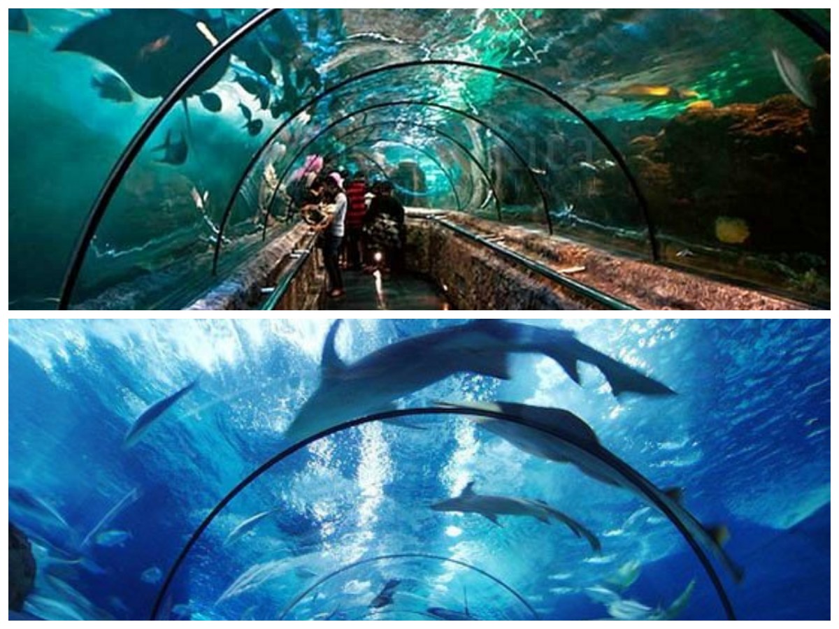 Pesona Laut dalam Kaca: 5 Destinasi Akuarium Terbesar dengan Terumbu Karang Memukau