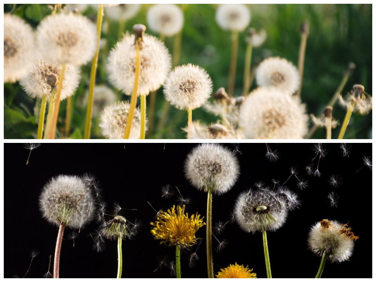 Bunga Dandelion: Tidak Hanya Cantik, Tapi Juga Penuh Manfaat untuk Kesehatan Tubuh!