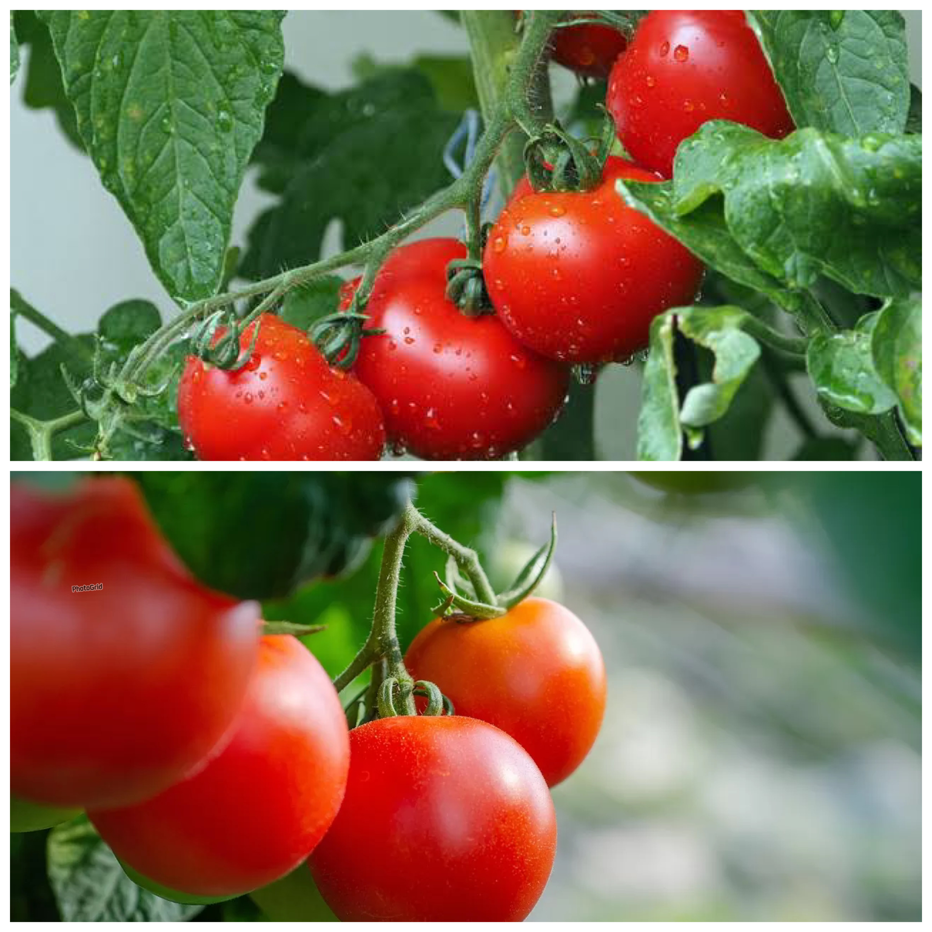 Manfaat Tomat untuk Kesehatan Tubuh: Dari Jantung Sehat hingga Kulit Cerah!