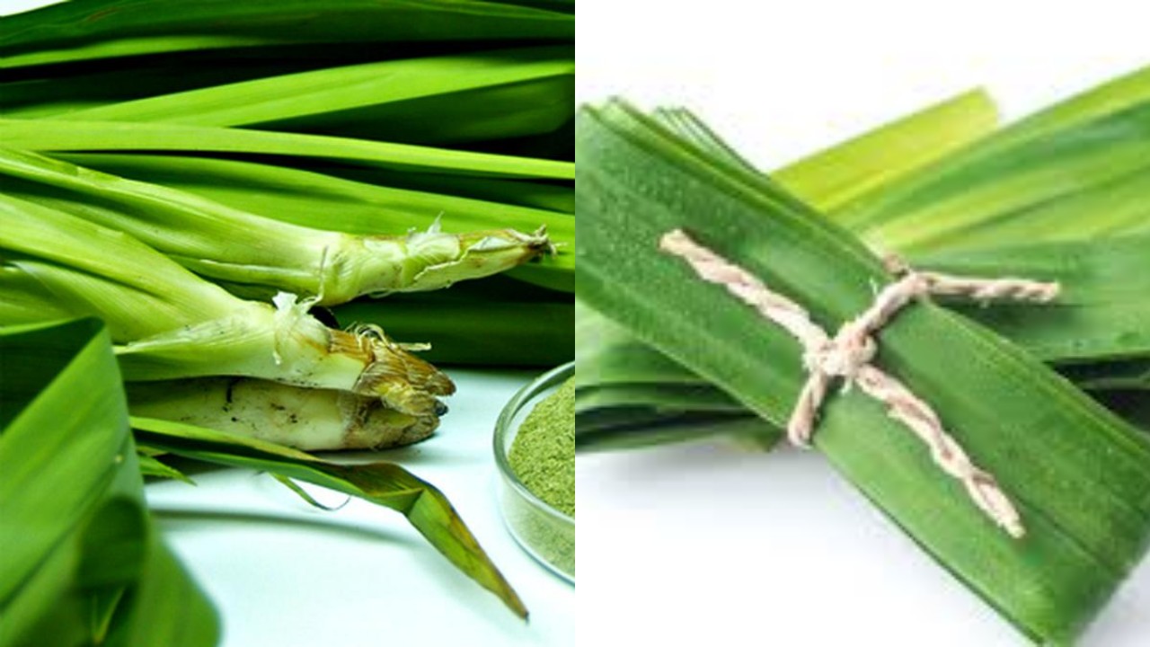 Jangan Sia-Siakan Sebuah Manfaat Daun Pandan, bagi Kesehatan!