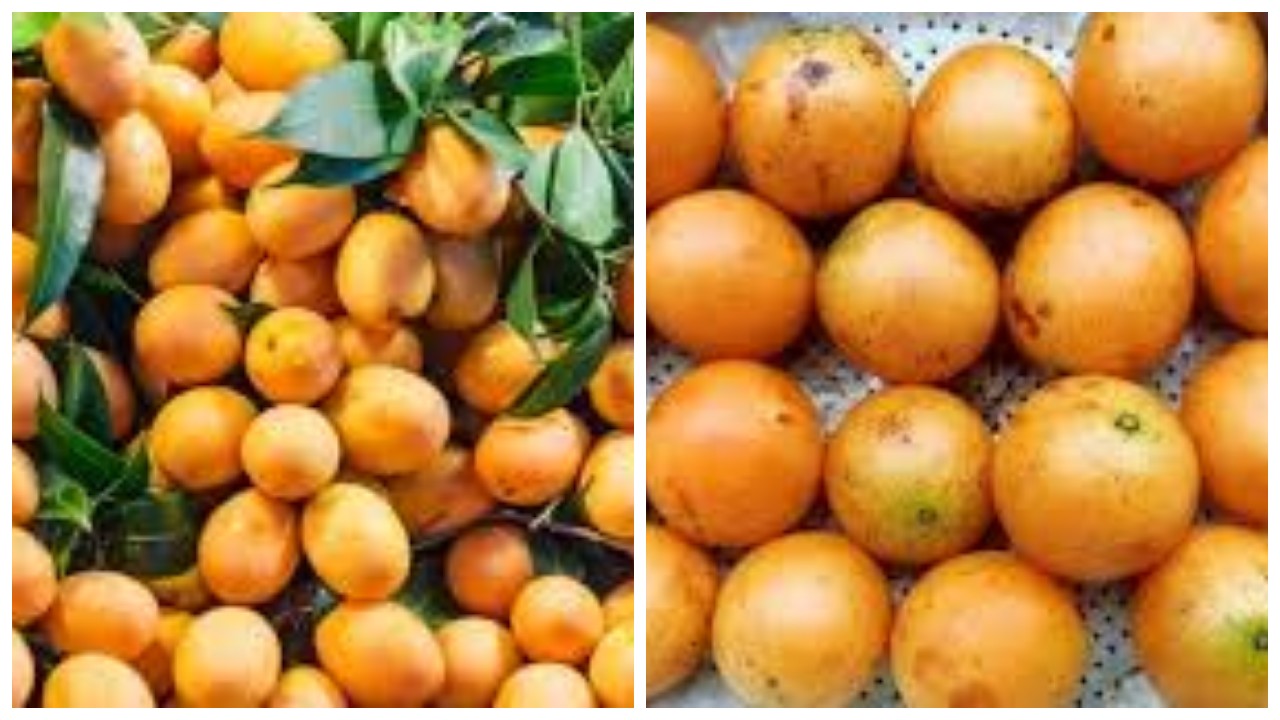 9 Keuntungan Buah Gandaria yang Sedikit Diketahui