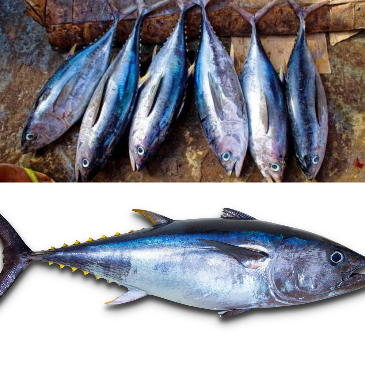 6 Manfaat Ikan Tuna untuk Bayi yang Jarang Diketahui!