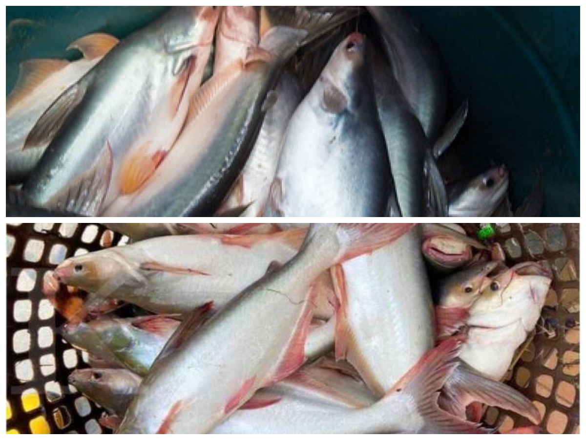  Kaya Nutrisi dan Menyehatkan, Inilah Manfaat Ikan Patin bagi Tubuh