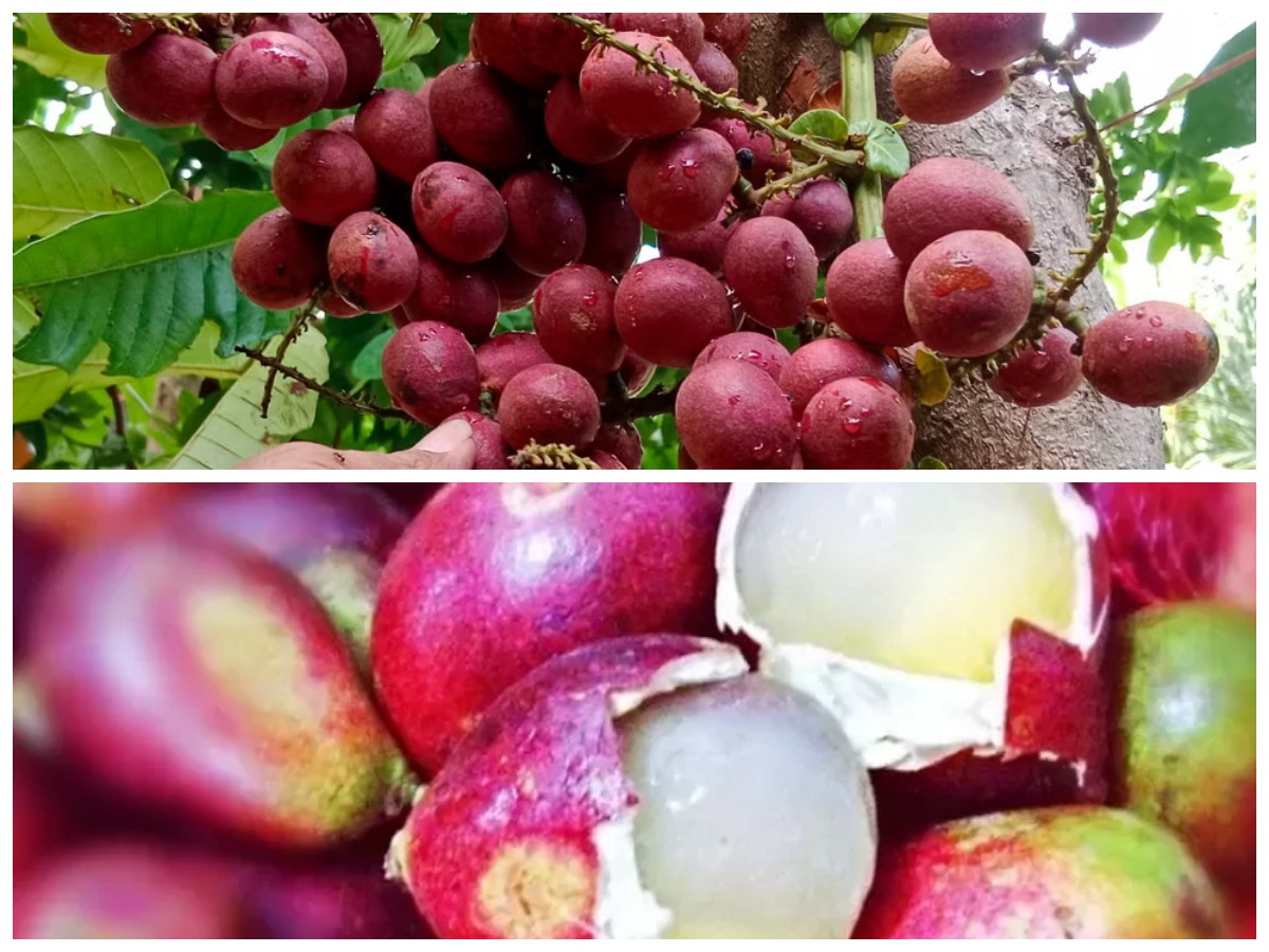 Rahasia Manfaat Buah Matoa yang Sayang Dilewatkan