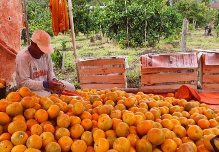 Petani Jeruk Gerga Dilatih Kelola Limbah Pascapanen