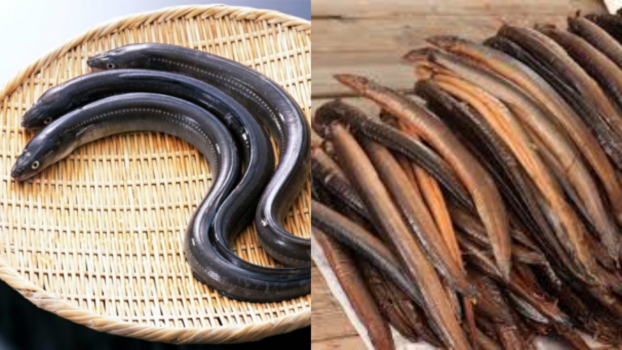 Jarang Diketahui Teryata Ini Guys Manfaat Belut Untuk Kesehatan Tubuh!