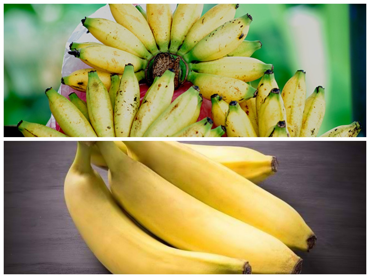 Kecil-Kecil Bermanfaat, Ini Dia Khasiat Pisang Mas untuk Kesehatan Tubuh