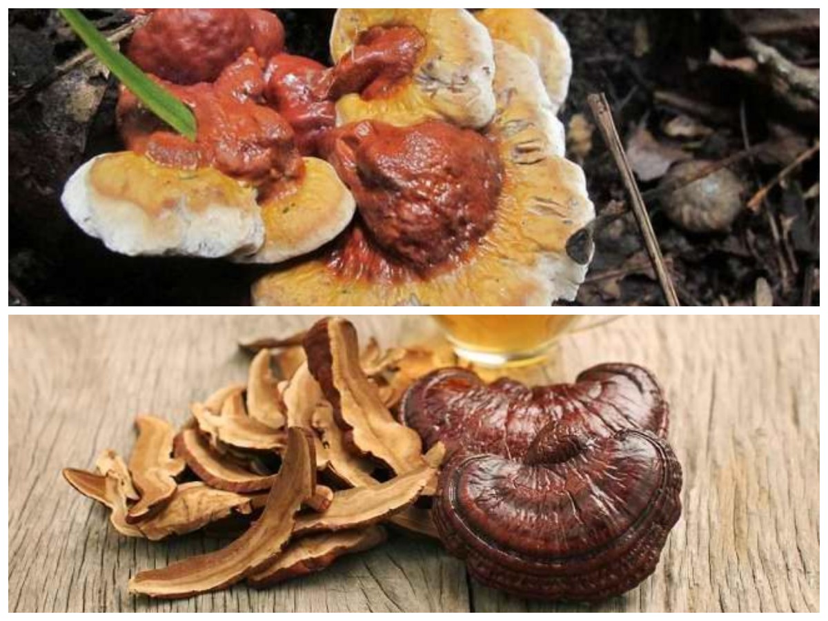 Jamur Ganoderma: Rahasia Alami dengan 5 Khasiat Kesehatan Penting