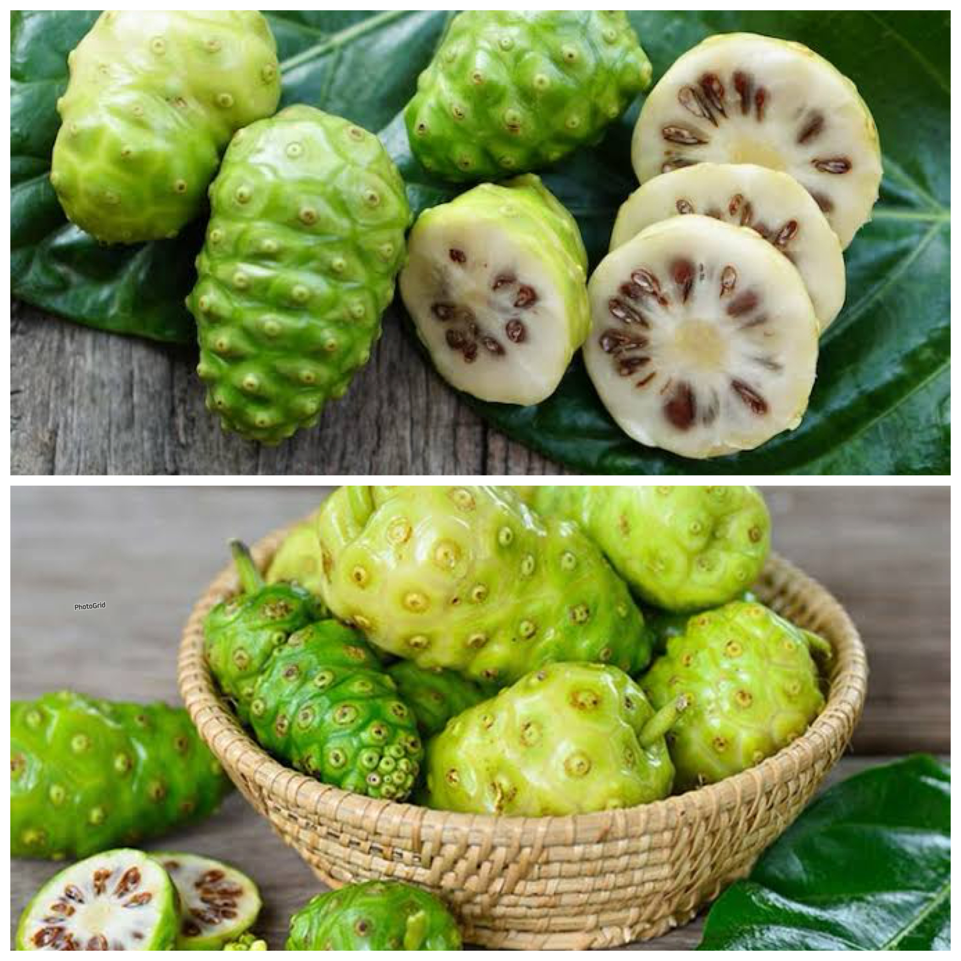 Buah Mengkudu: Herbal Tradisional dengan Segudang Manfaat untuk Tubuh!