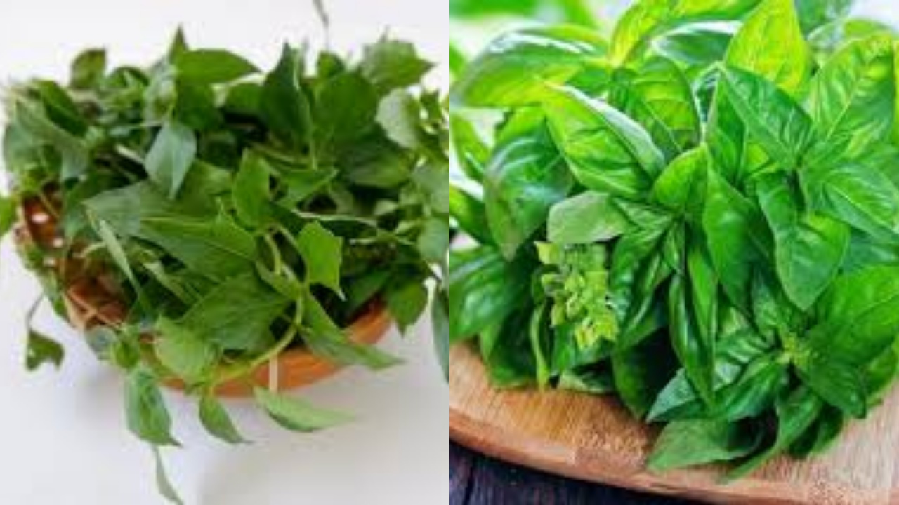 Manfaat Daun Kemangi untuk Kesehatan Sayang Dilewatkan