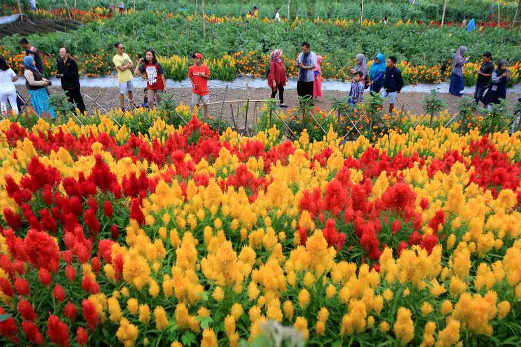 Taman Suruh Banyuwangi yang Cocok Sekali Untuk Berwafoto! Karena Terdapat Taman Bunga