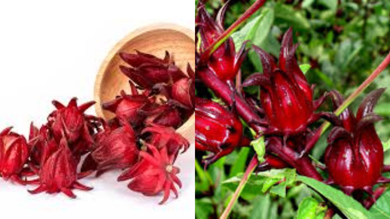 9 Manfaat Rosela Untuk Kesehatan Tubuh Yang Jarang Diketahui!