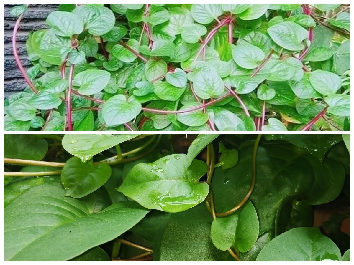 Dari Luka hingga Daya Tahan Tubuh, Ini Deretan Khasiat Daun Binahong yang Jarang Diketahui!